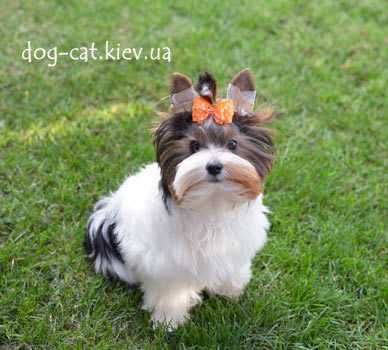 Роскошная стандартная Бивер йорки девочка VIP- класса. Есть мини. Киев
