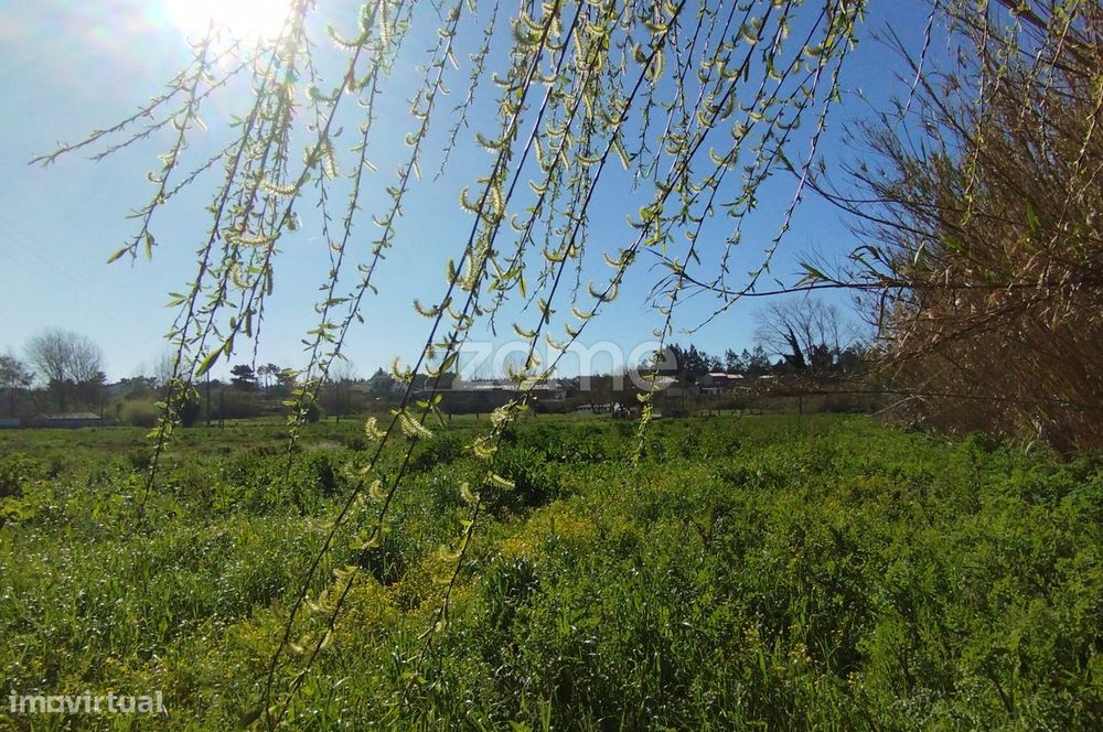 Terreno Rústico Leirão