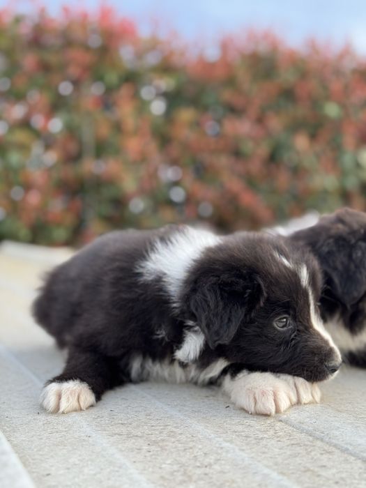 Border Collie TOP