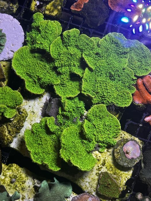 6 Montipota Toxic Green Morskie FLUOLAMPS WYSYLKI