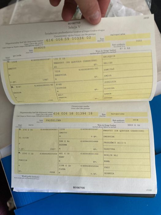 4 letni wałach małopolski