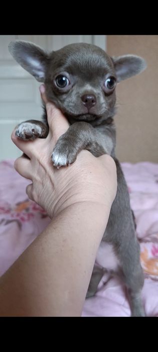 Красуня чівава""