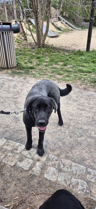 Suczka w typie labradora