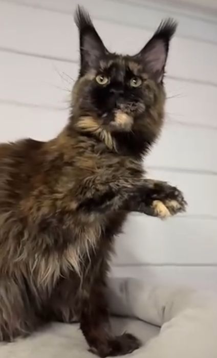 Котята  на   продажу