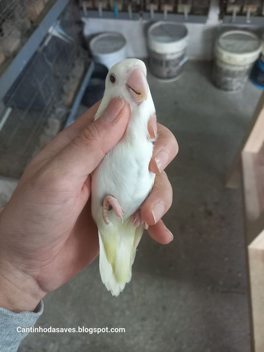 Roseicollis fêmeas e machos