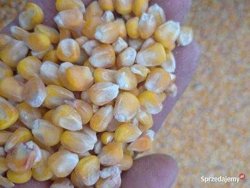 Kukurydza sucha.