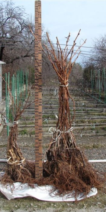 Черенки винограда Юпитер Сфинкс обмен