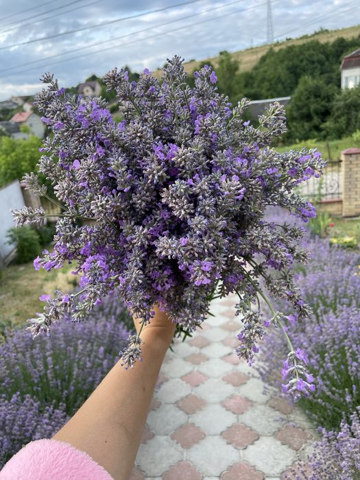 Зріз  лаванди букет саше