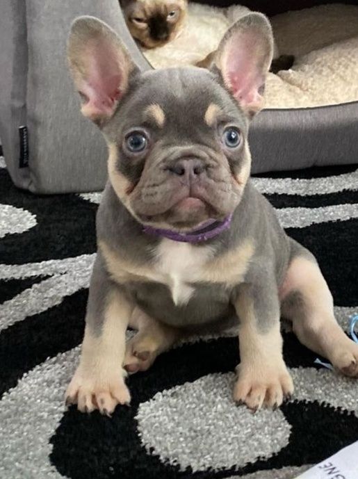 Хлопчик французький .бульдог