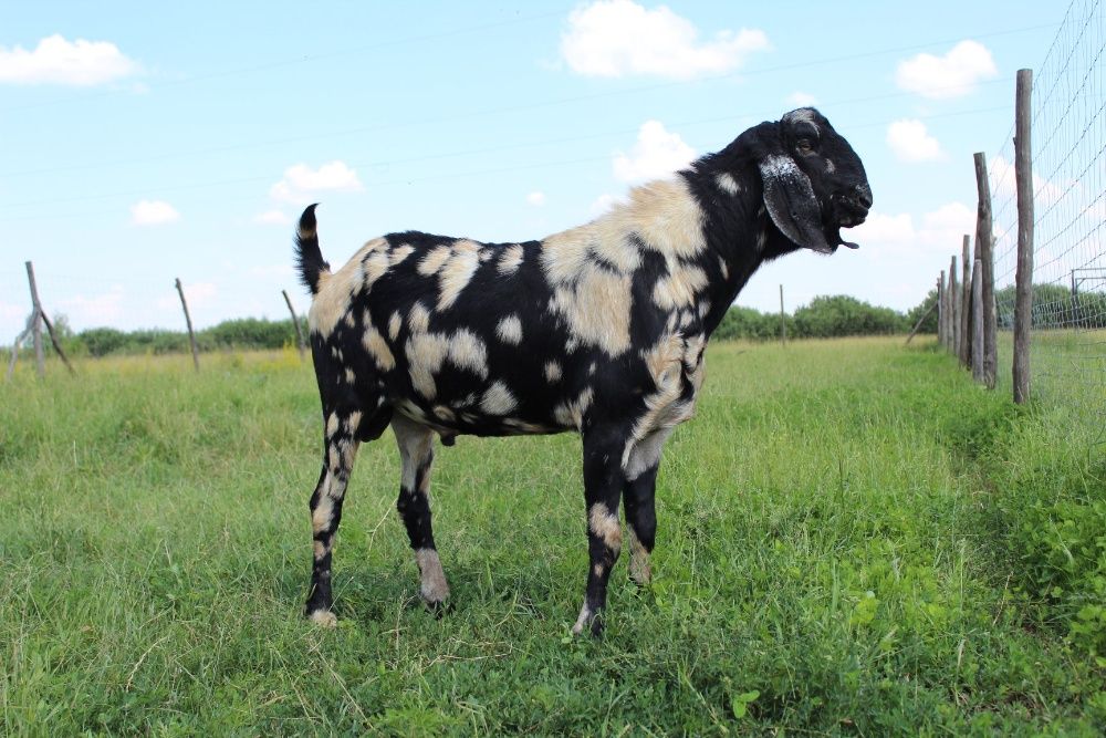 Англонубійські кози і козли