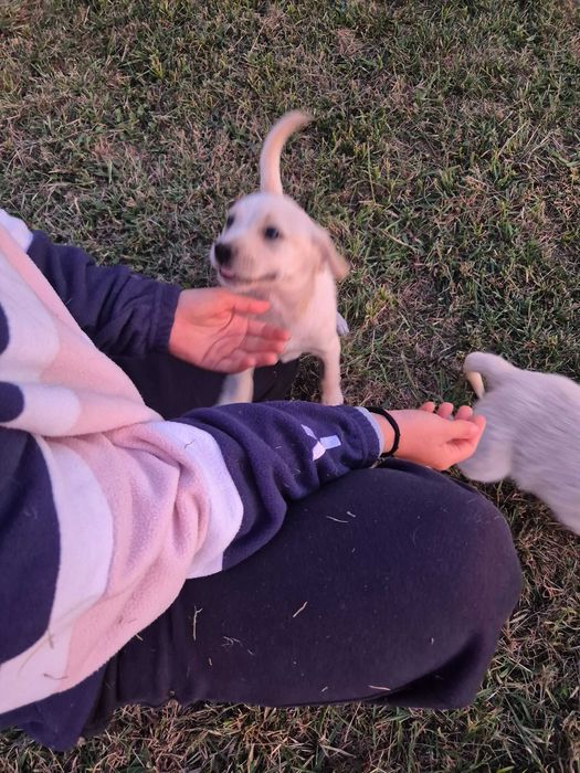 Cãesinhos para adopção