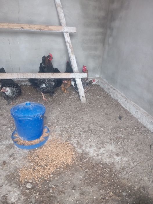 Карликові купи (американ )