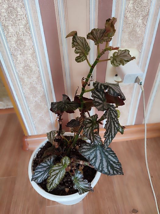 Дорослі бегонії Кейн