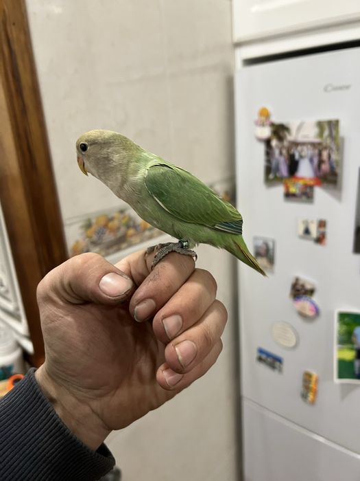 Agapornis domesticados