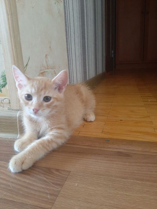 В добрі руки кошеня хлопчик
