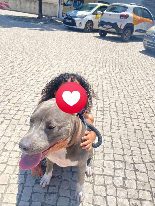 Adoção Responsável