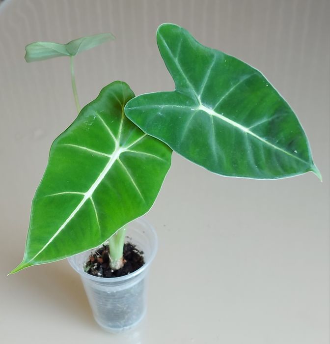 Алоказія Мішольтца