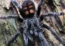 Palmopeus irminia L2-L3
