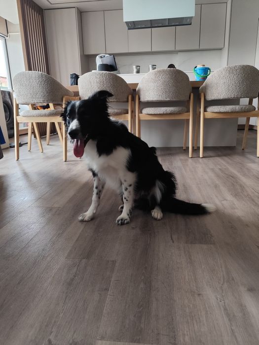 Border Collie (6 meses)