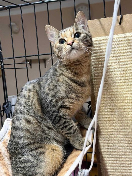 Śliczna Linka do adopcji