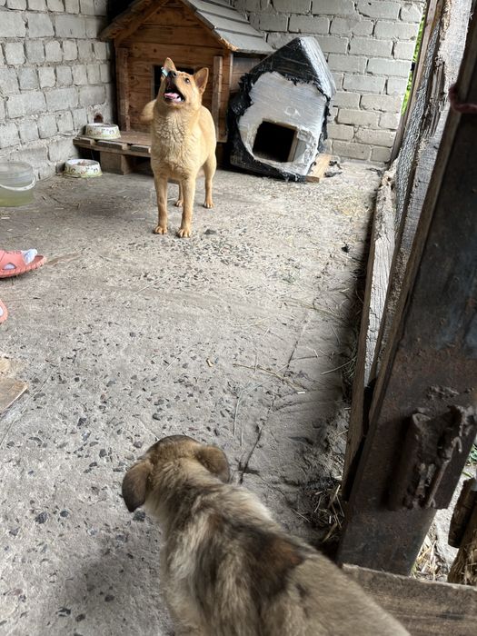 Собачка в добрі ручки