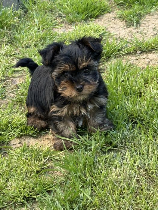 Szczeniak yorkshire terrier