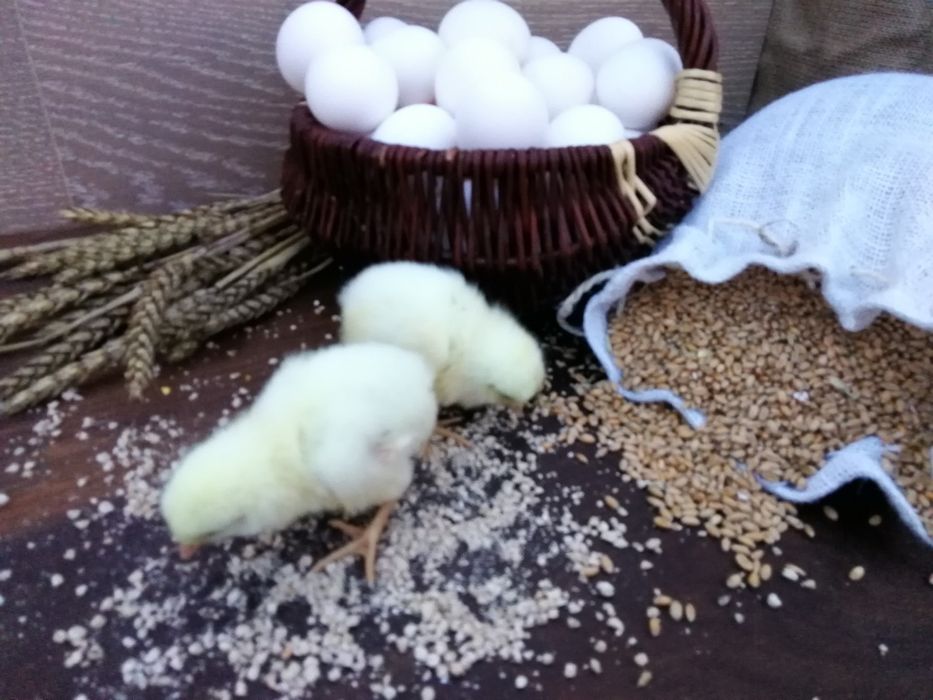 Kurczaki od kur Leghorn