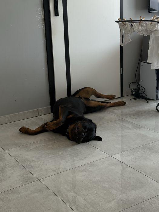 4-letni Rottweiler Bandi szuka nowego domu