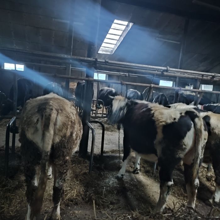 Jałówki cielne mięsne