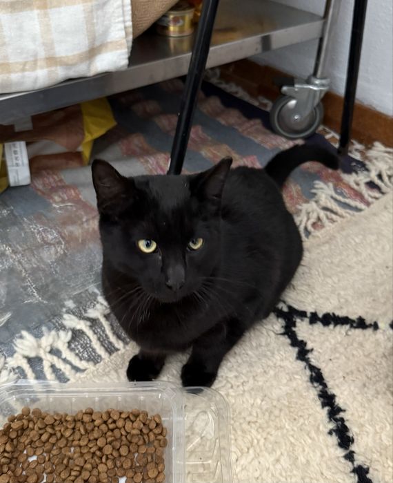 Gatos  para adoção (Mae e filho)