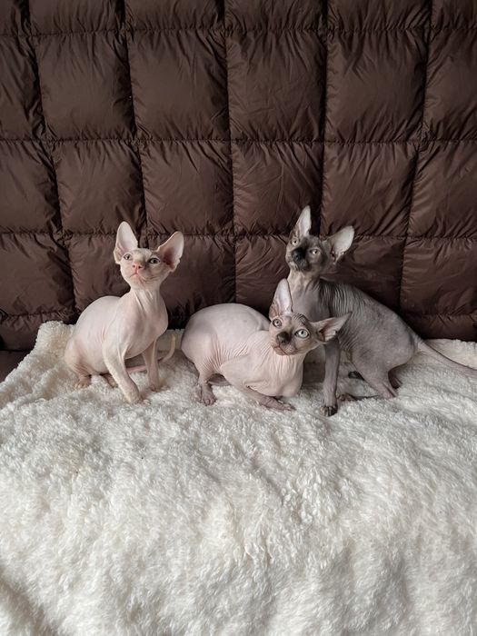 Котята канадского сфинкса
