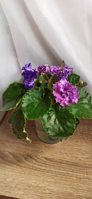 Сенполии , фиалки