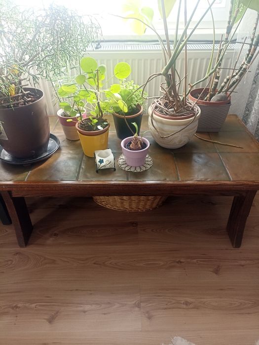 Komplet fotele+ ława dębowe