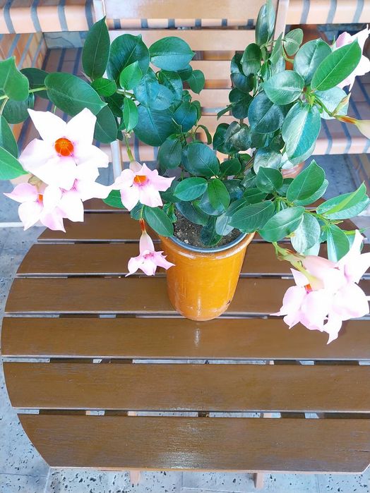 Vaso com Flor - Mandevilla Sanderi