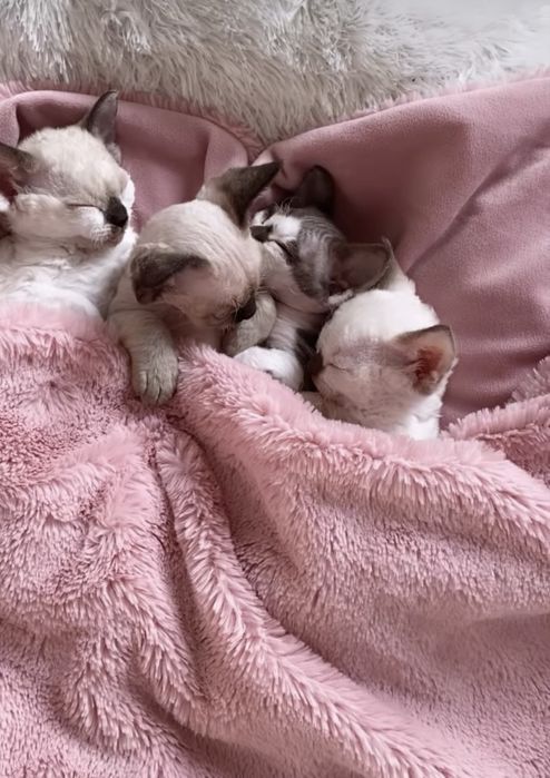 Noa Calvados*PL przekochany chłopczyk Devon Rex błękitne  oczy, filmiki