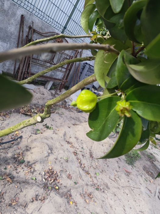 Vendo Pitangueira (Eugenia uniflora)