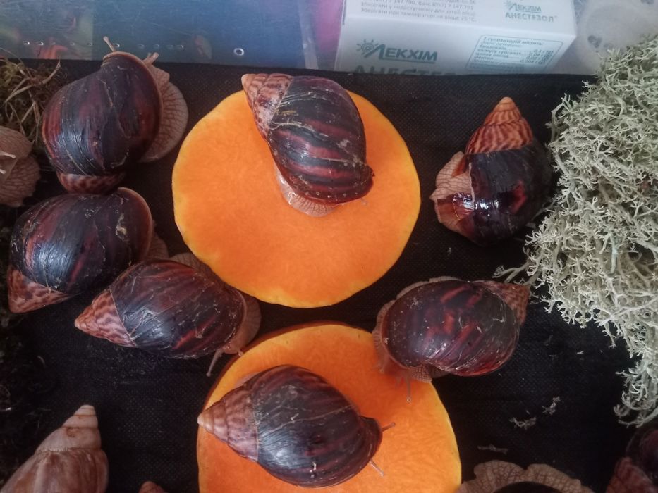 Равлики хатини іммакуляти