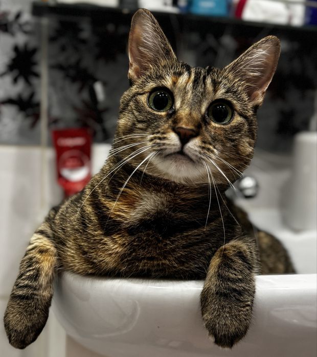 Poszukiwana  kotka Kika