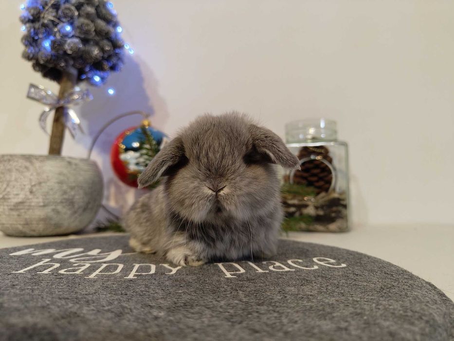 Urocze króliczki Mini Lop.