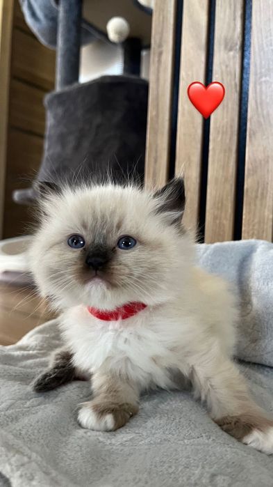 Ragdoll kotka kocur