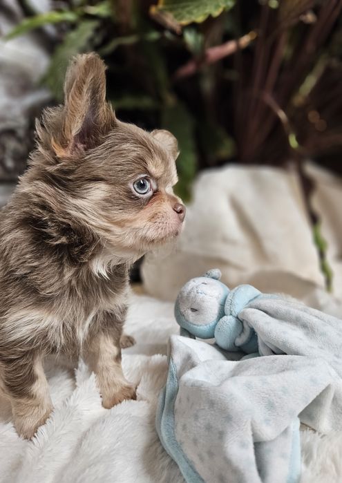 Chihuahua Zarezerwowany