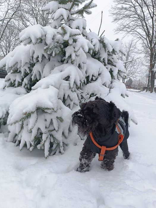 Платим за любофф