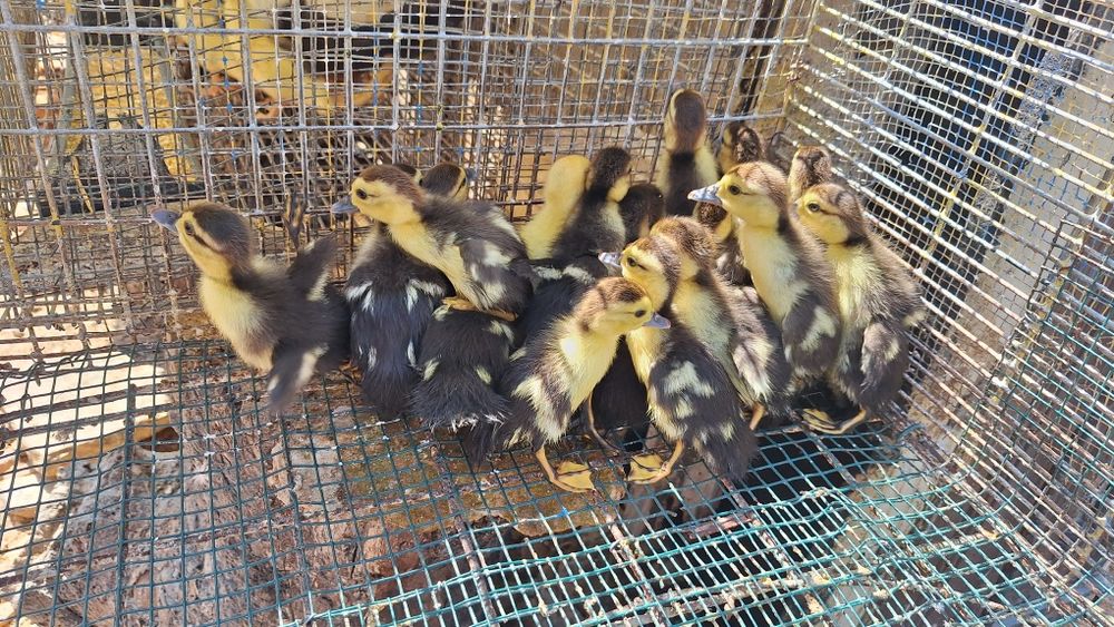 Patos mudos bebés