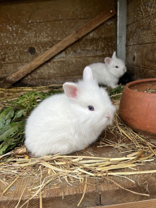 Coelhos anões mini