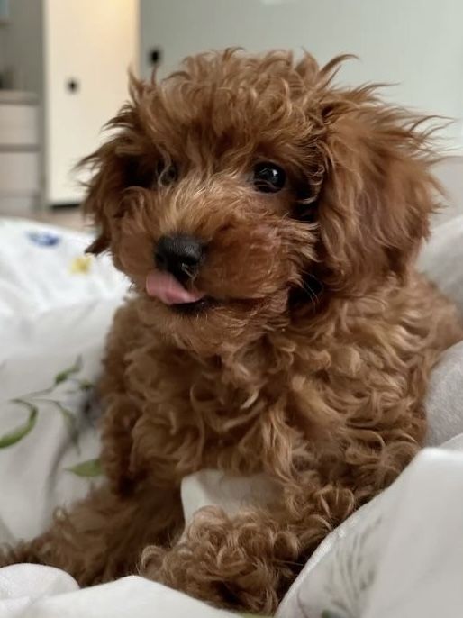 Міні Мальтіпу, хлопчики.