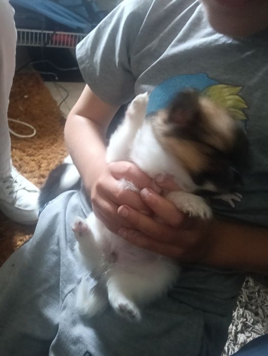 spitz alemao muito fofos