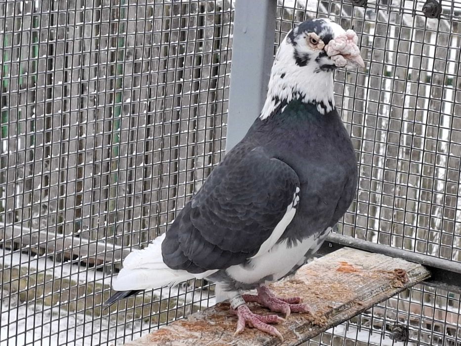 gołębie     staropolskie