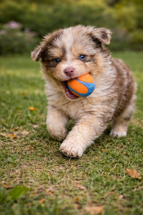 Pastor australiano red merle