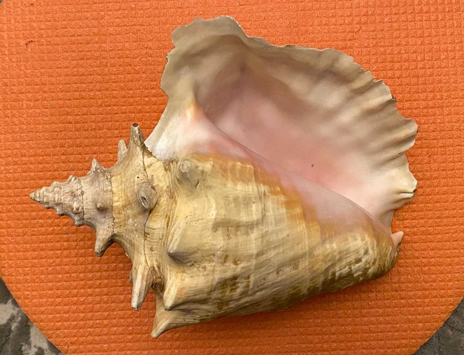 Морські мушлі Большие морские раковины