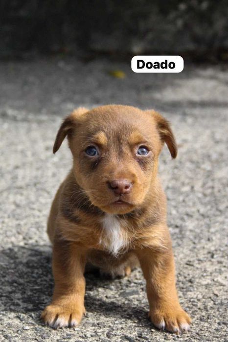 Cachorrinhos para adotar